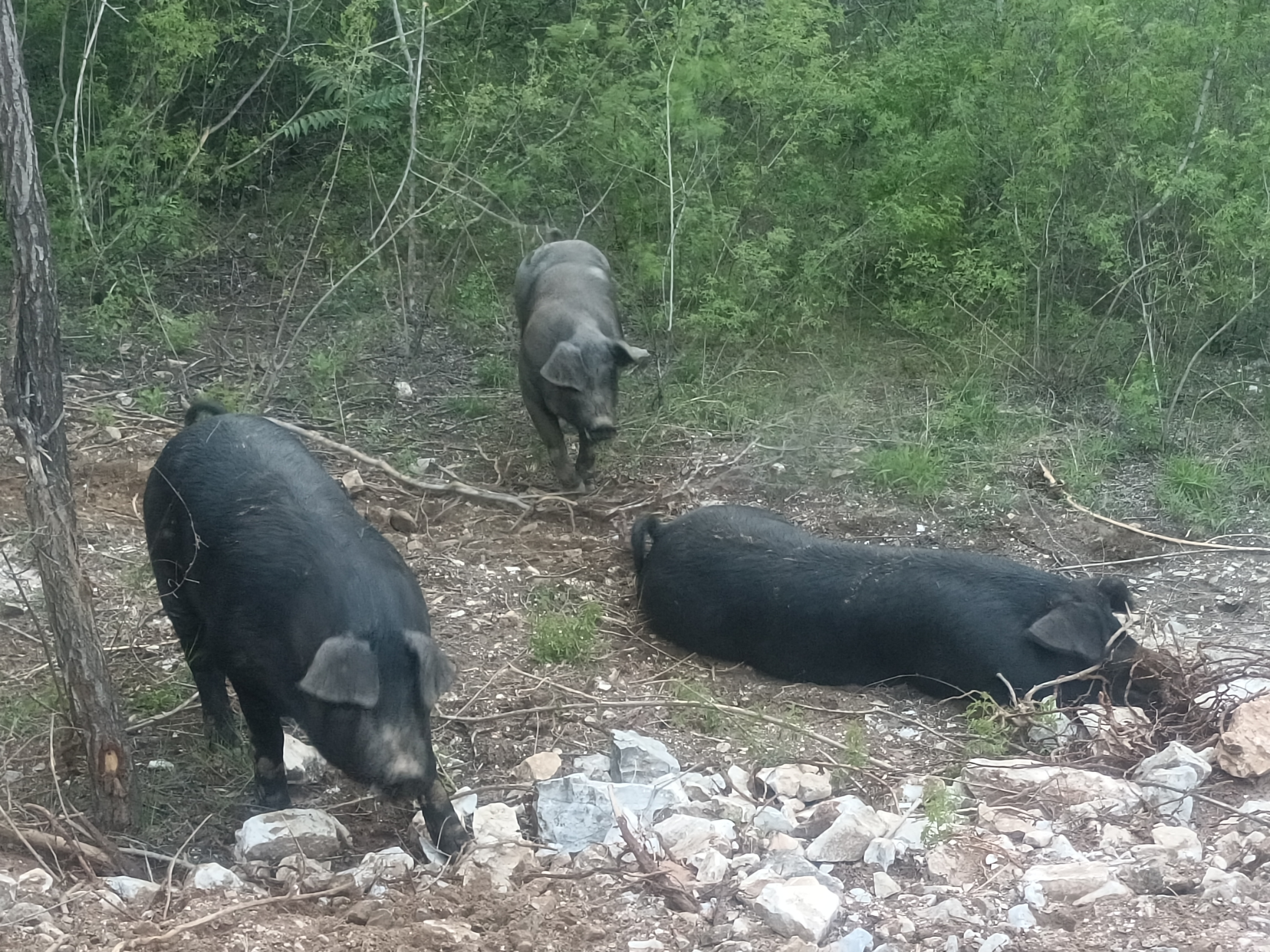 5号（杂骨棒骨扇骨里脊肉）农家自养黑猪跑山猪