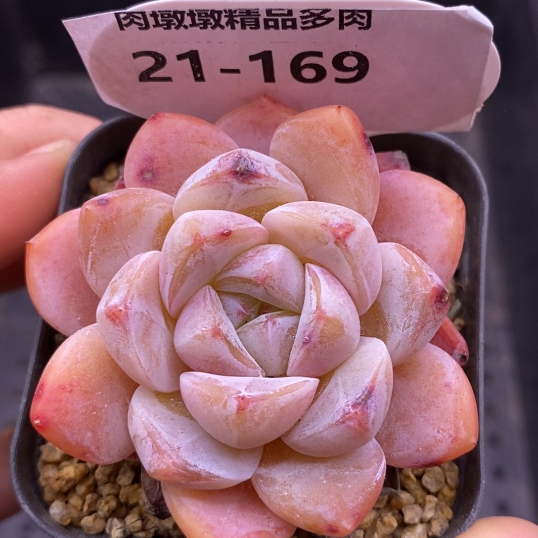 【闪购商品】21-169