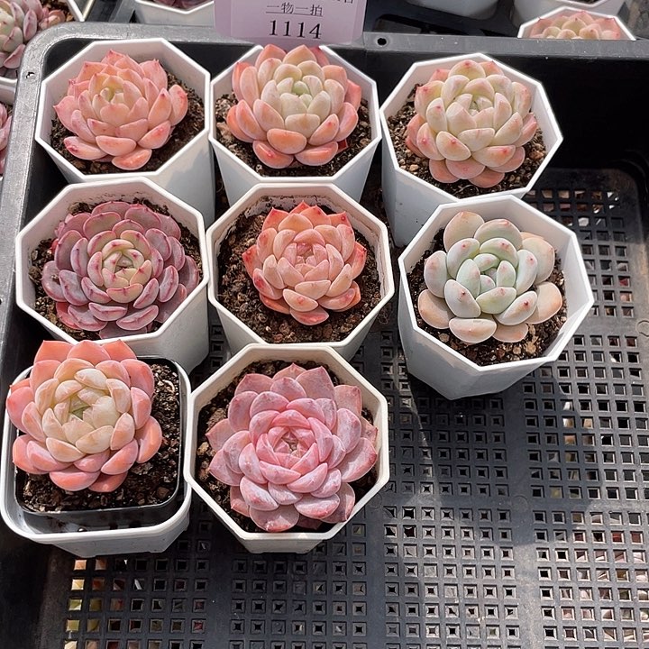 薇薇安园艺多肉1114