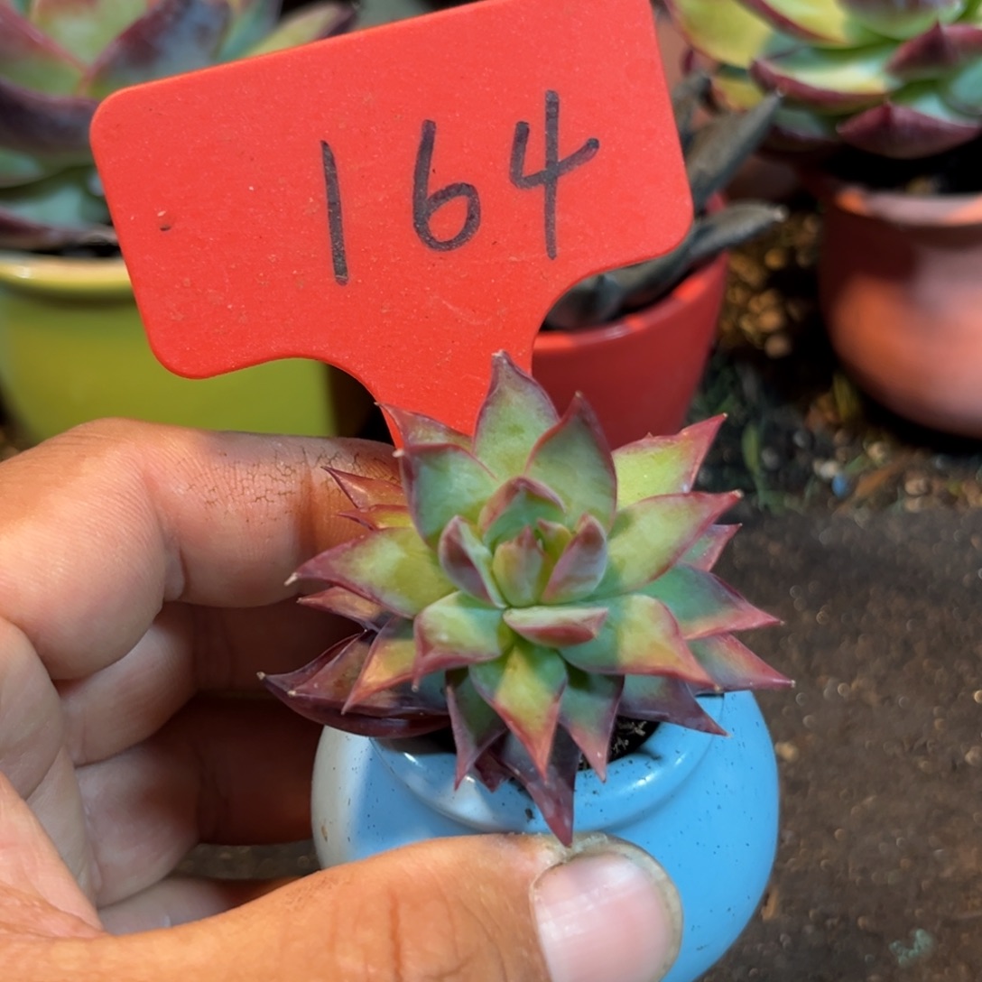 惊鸿一瞥多肉植物164