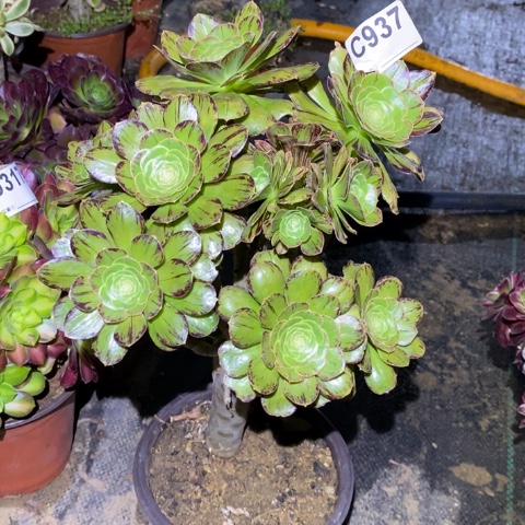 V锦多肉植物法师不包损