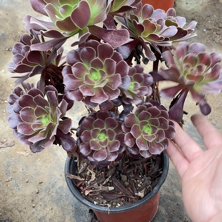 606花纳欧子一体多肉植物福利