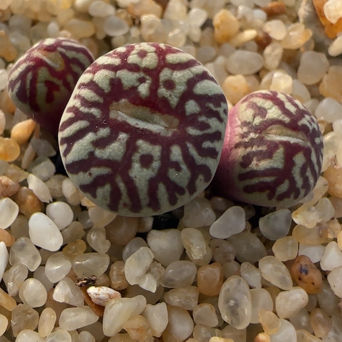 2.9号多肉超墨28号