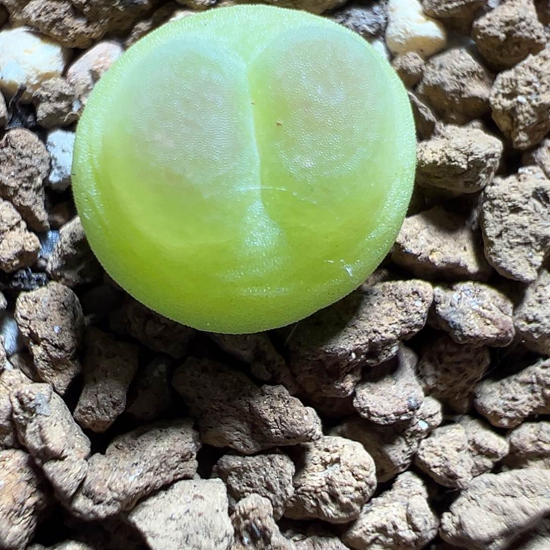 91号拉登一颗尺寸1红色小腰子窗