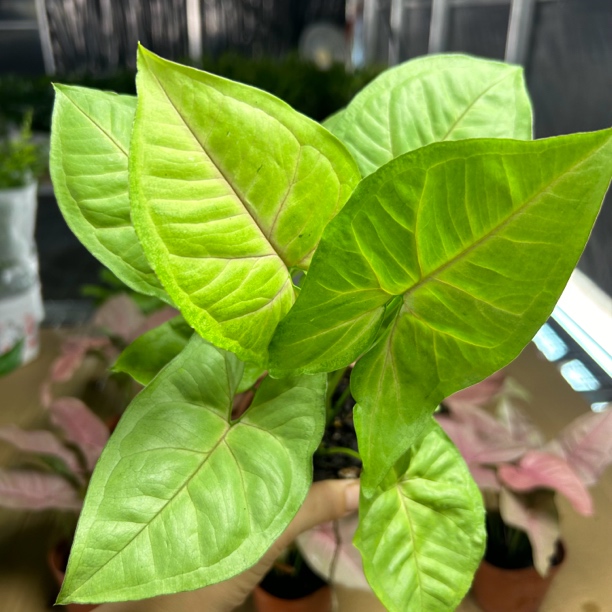 黄金童子合果芋室内观叶彩叶绿植花卉盆栽可水培新手好养