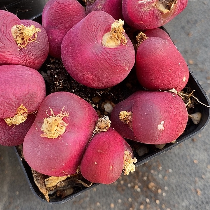 双头大红蟠桃一颗。  