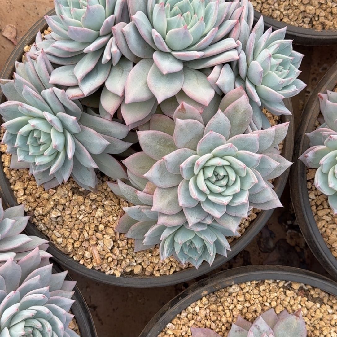 粉蓝鸟多肉植物链接