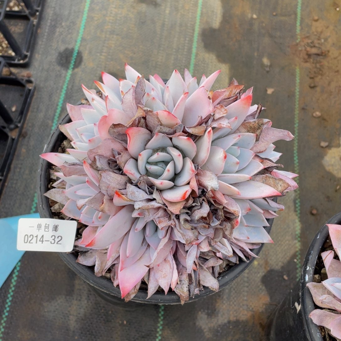 2014-32-白莲十头微瑕。。。。。。