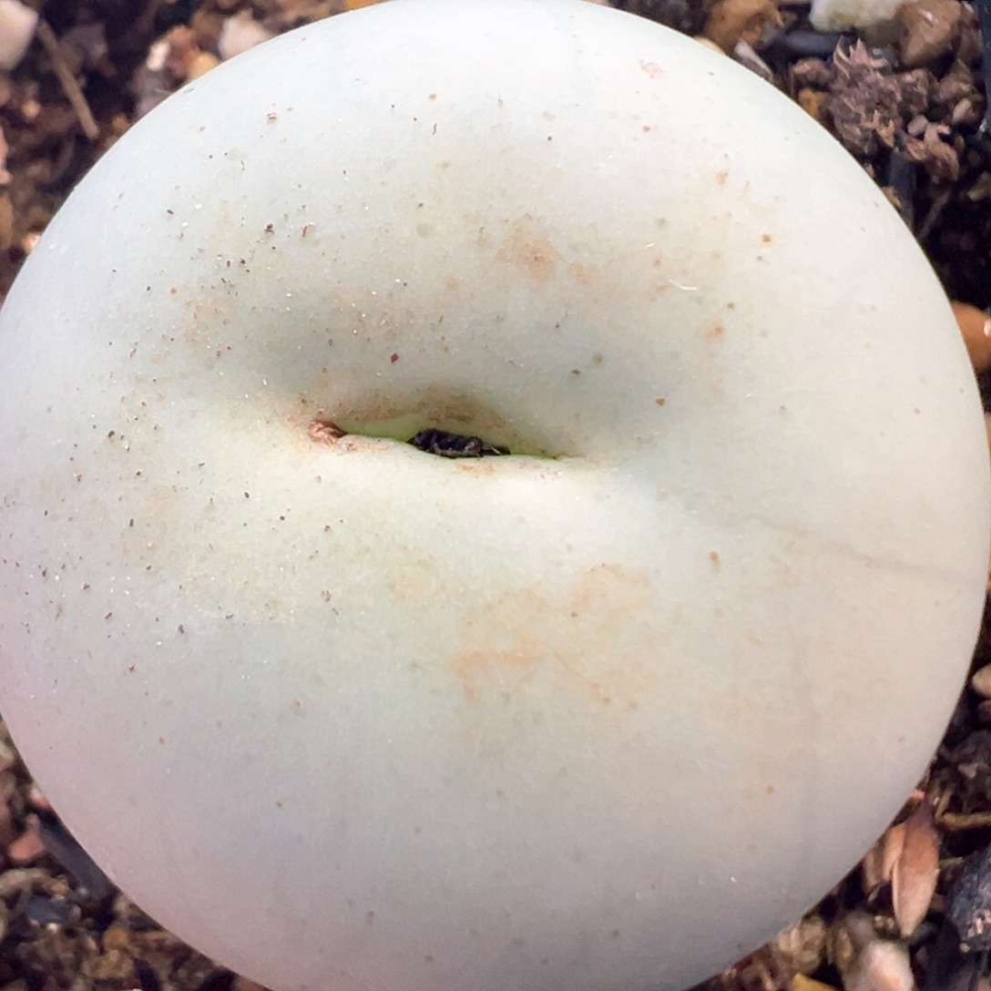 3加大鸽子蛋 肉锥植物