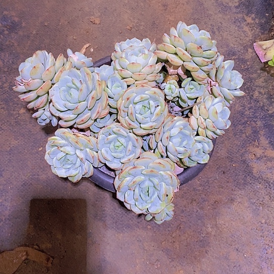 饼***干香草多肉植物群老