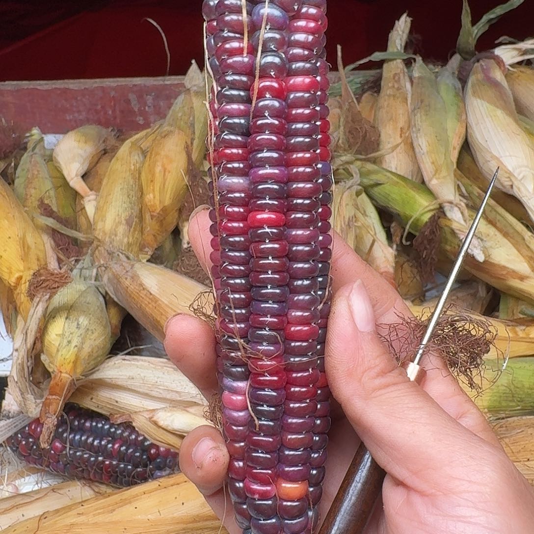 h***i柏香籽/百香籽吊坠