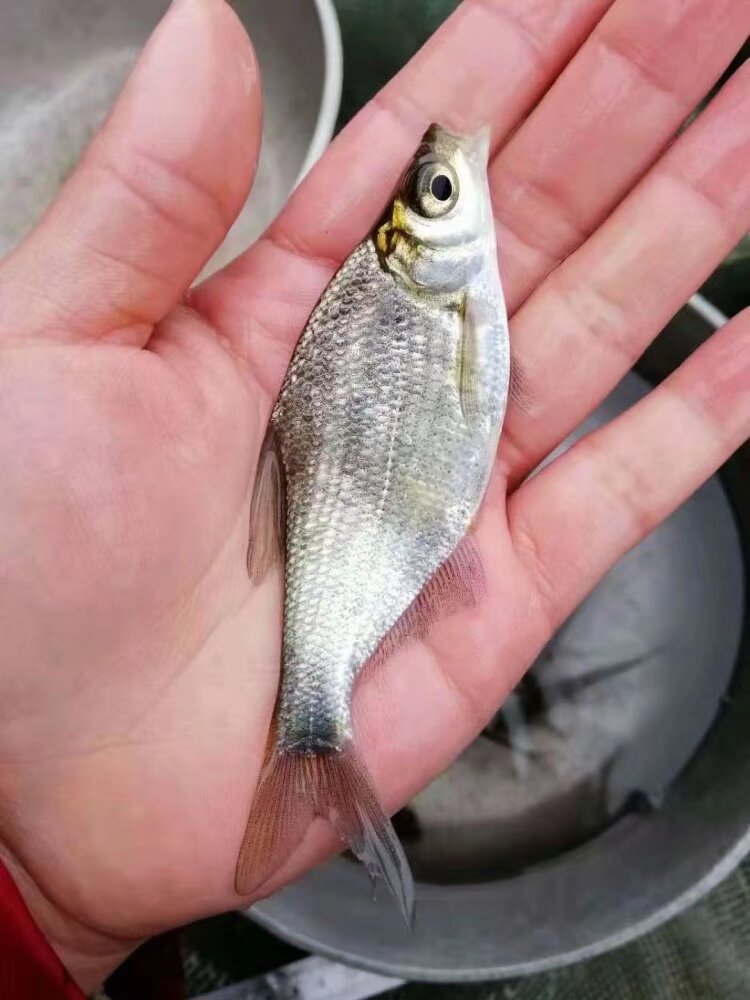 重庆优质淡水 武昌 团头鲂