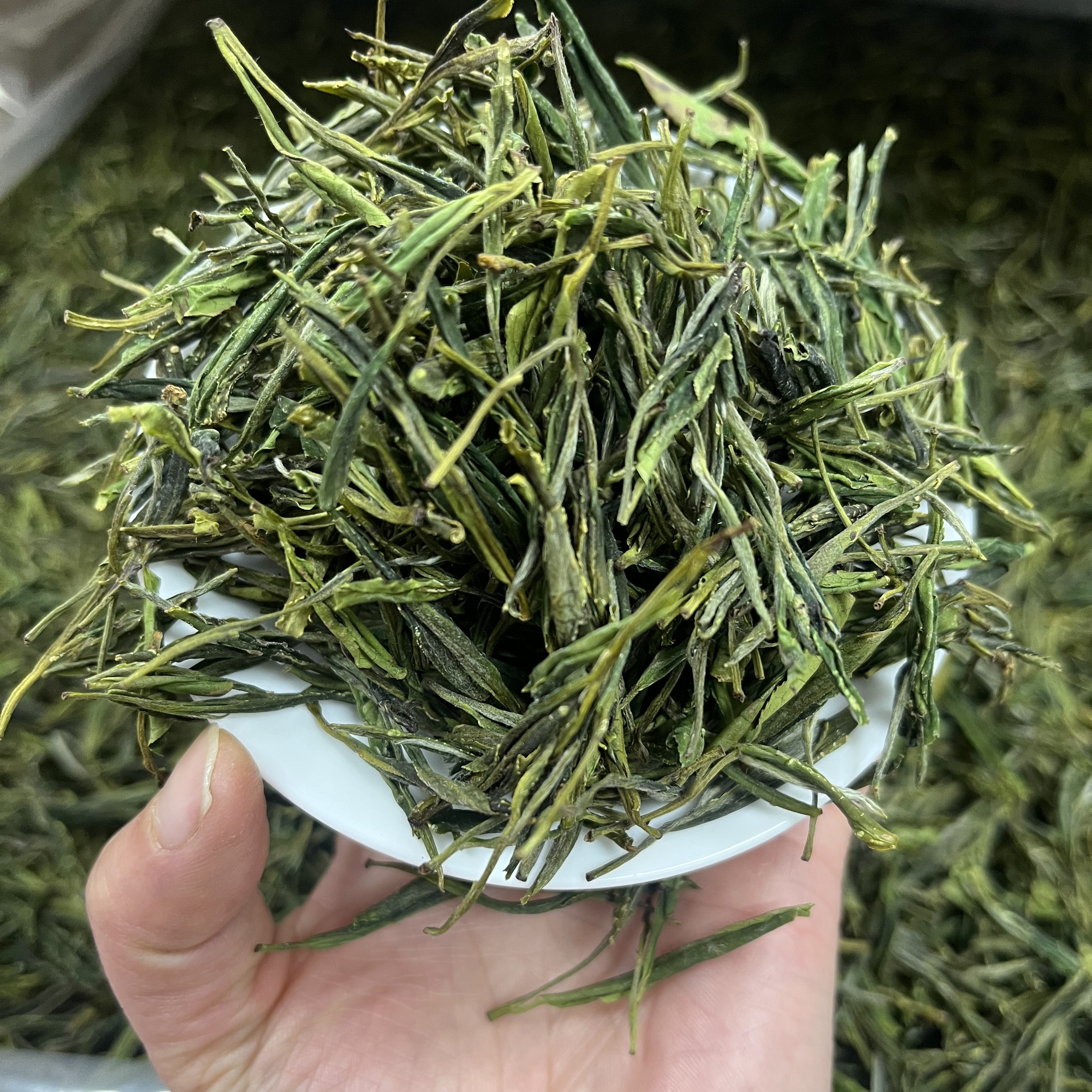 【A96一斤半】   高山野茶