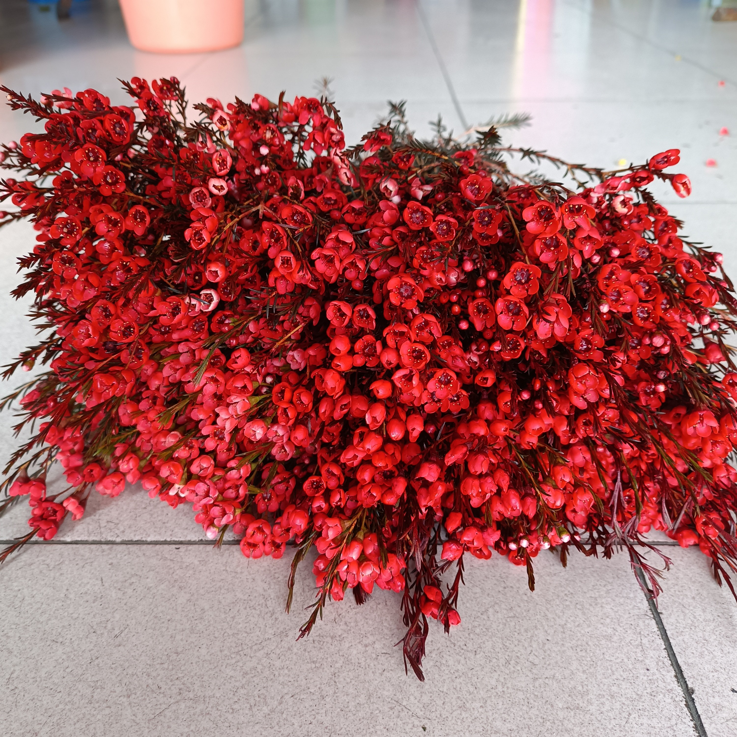 新人开播福利，腊梅16.9一扎到店自提