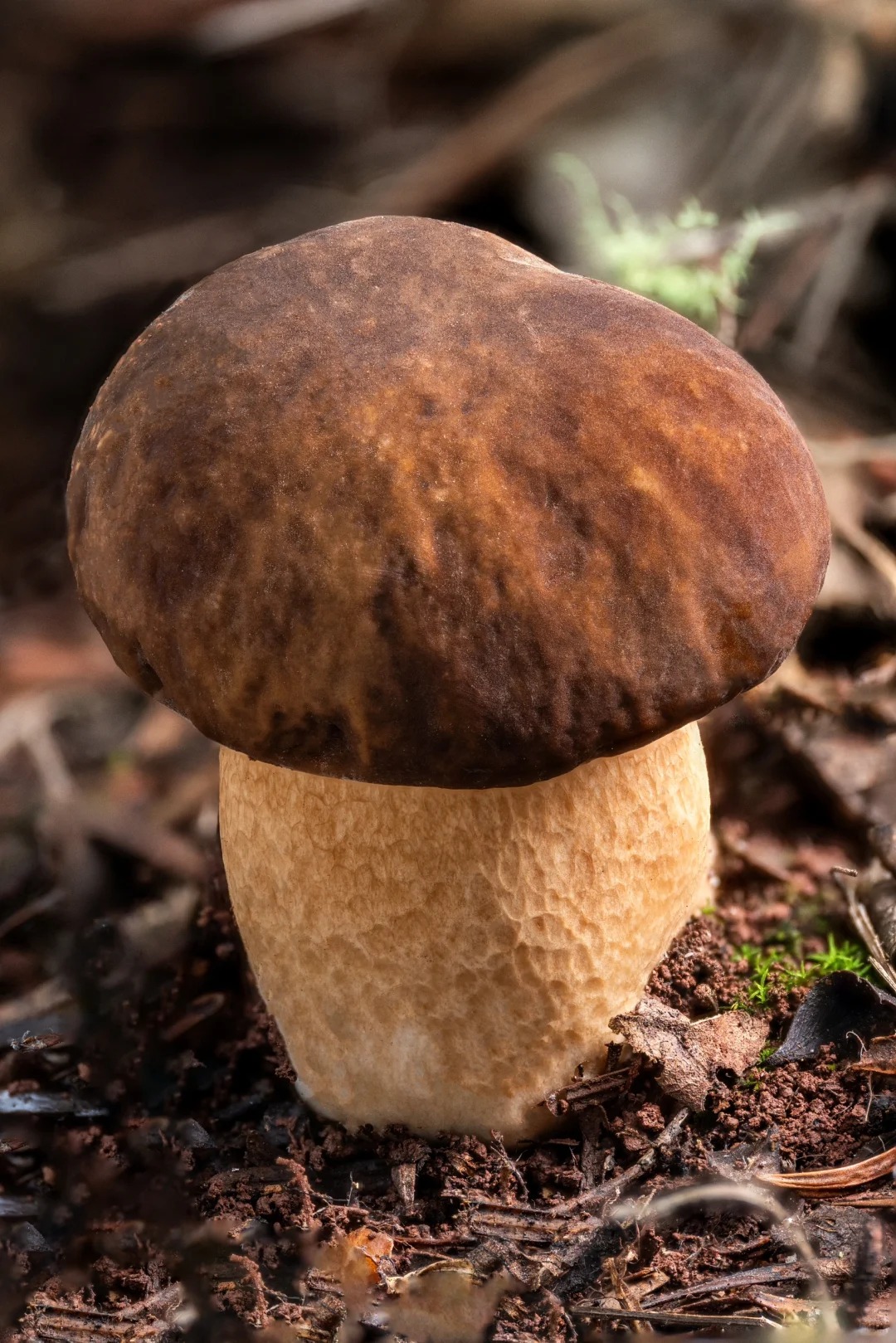 云南野生新鲜精品美味牛肝菌