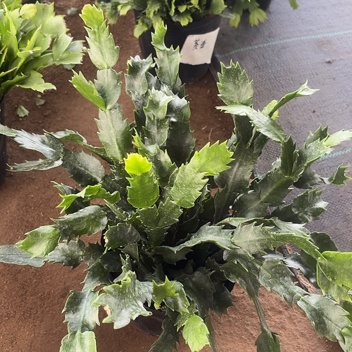当前无花栽培后可以开花