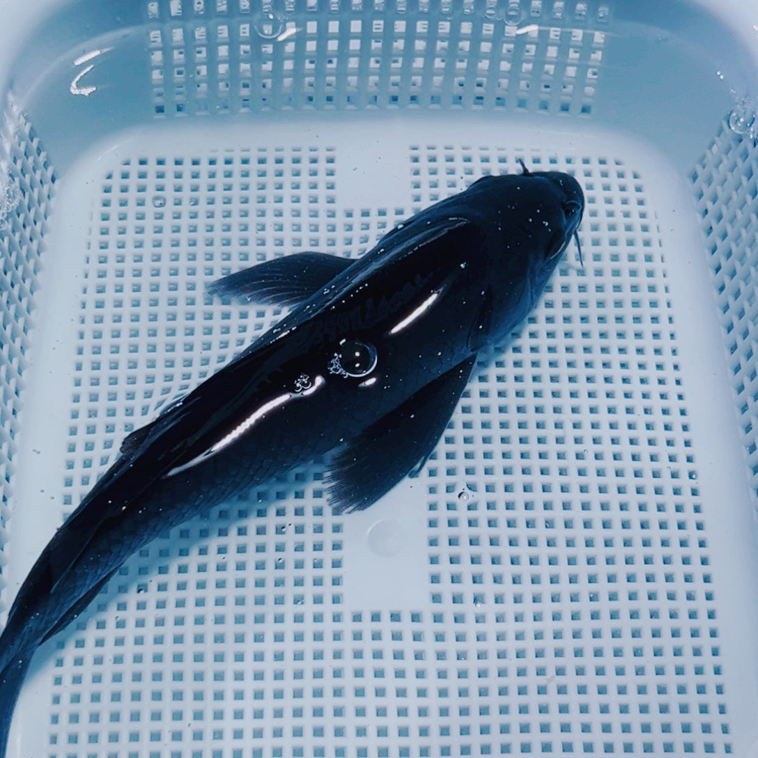 锦鲤18-20 1黑锦鲤冷水观赏