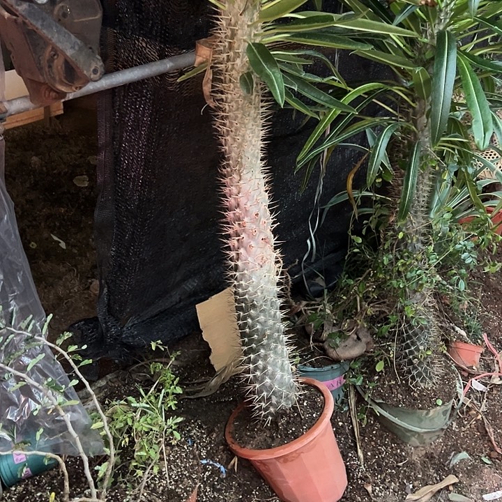 爱***吧霸王树生长速度植物