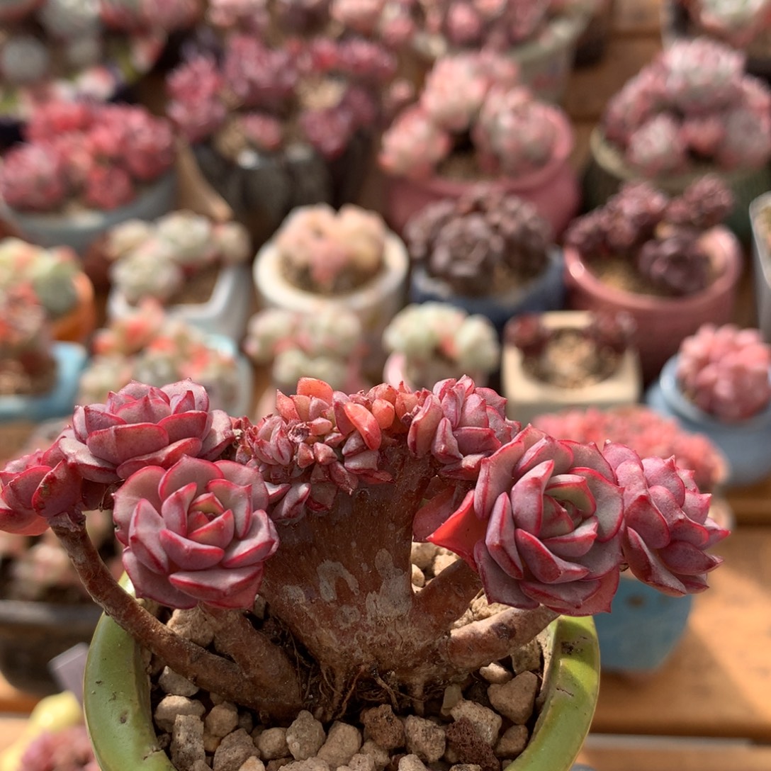 艾格尼丝玫瑰缀 014