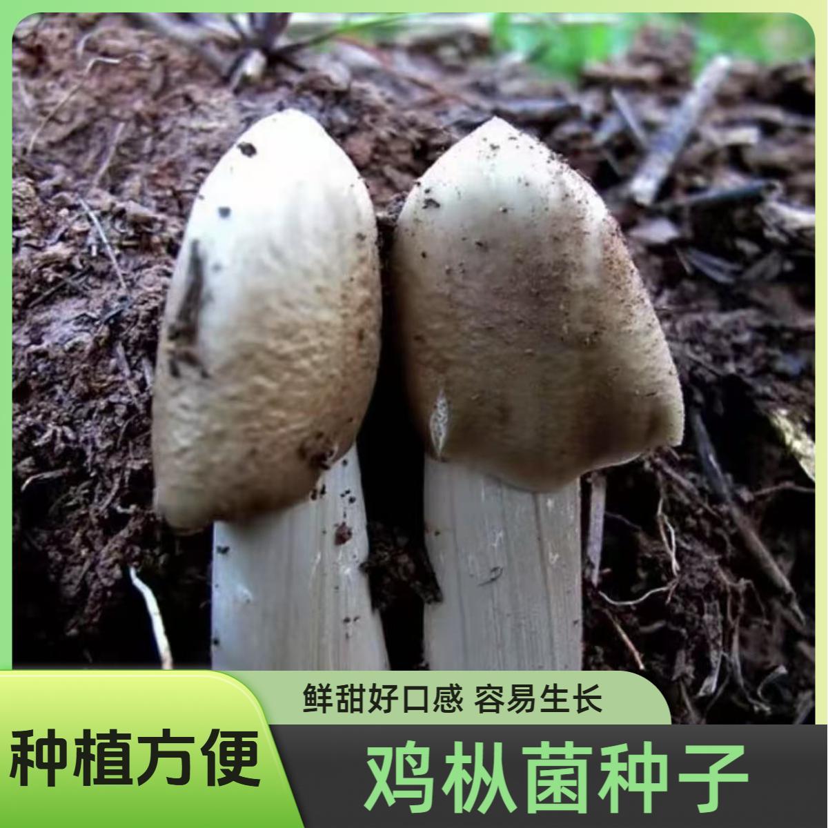 【鸡枞菌种子】鸡纵菇菌菇鲜甜好吃家庭园艺种植可室内室外简单.