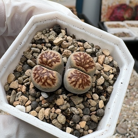 3188，菊红窗双头带盆发货