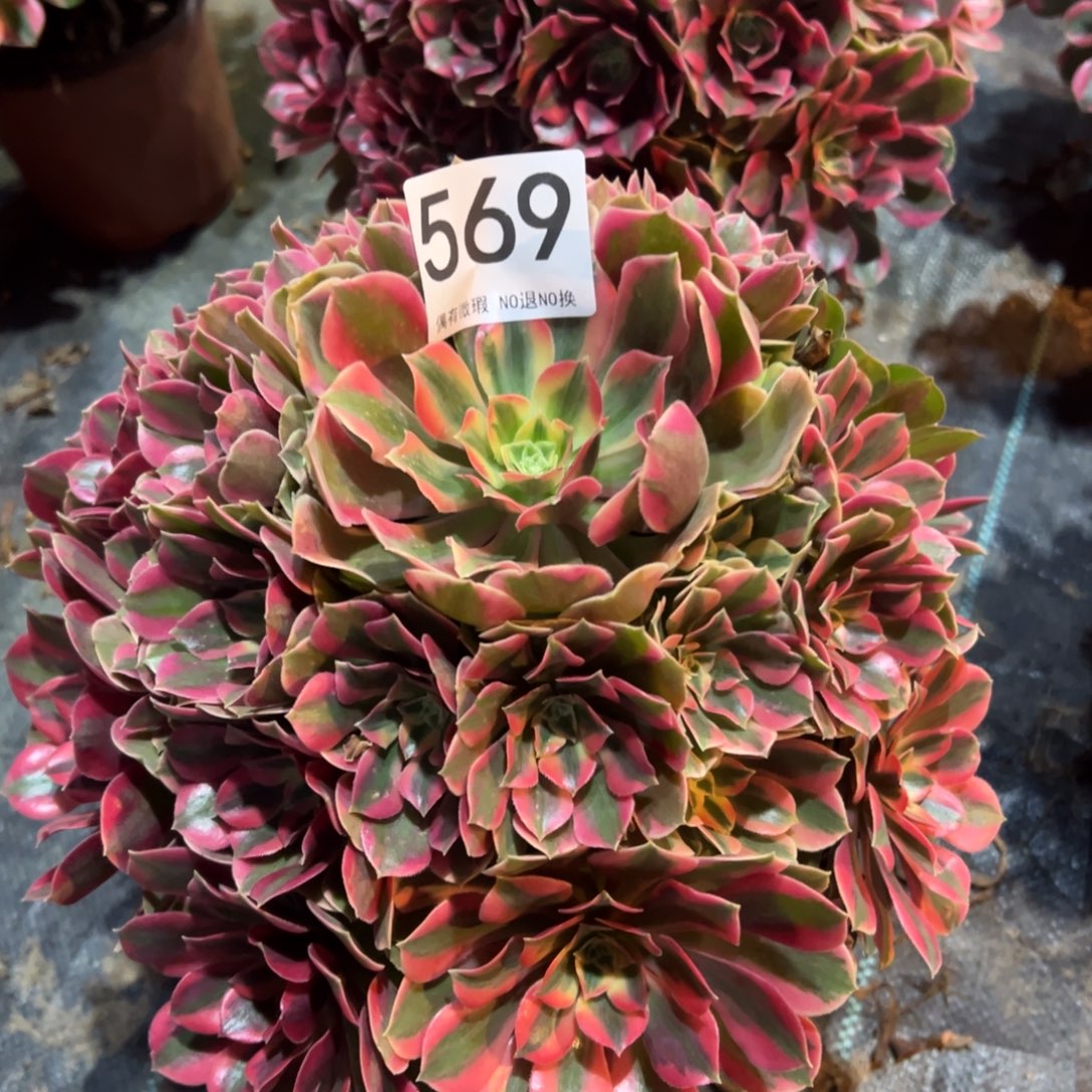 我是真的很喜欢这个