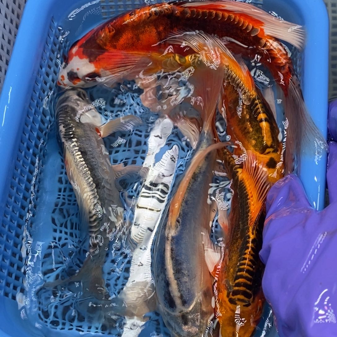 锦鲤冷水锦鲤包邮