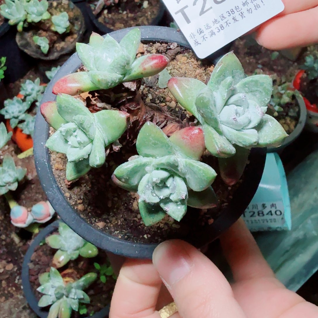 2839拇指苹果叶多肉