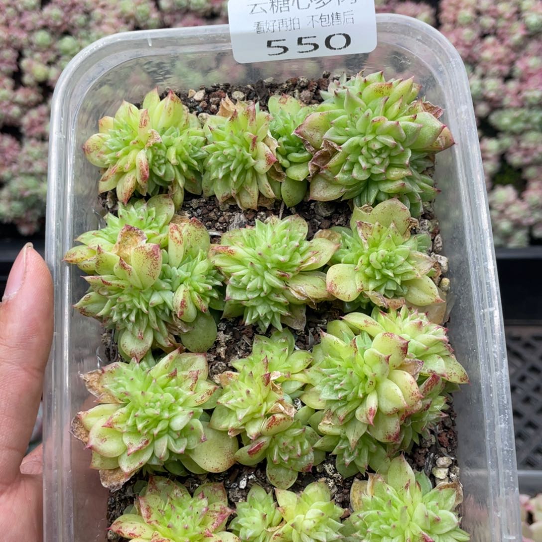 云糖心多肉植物550