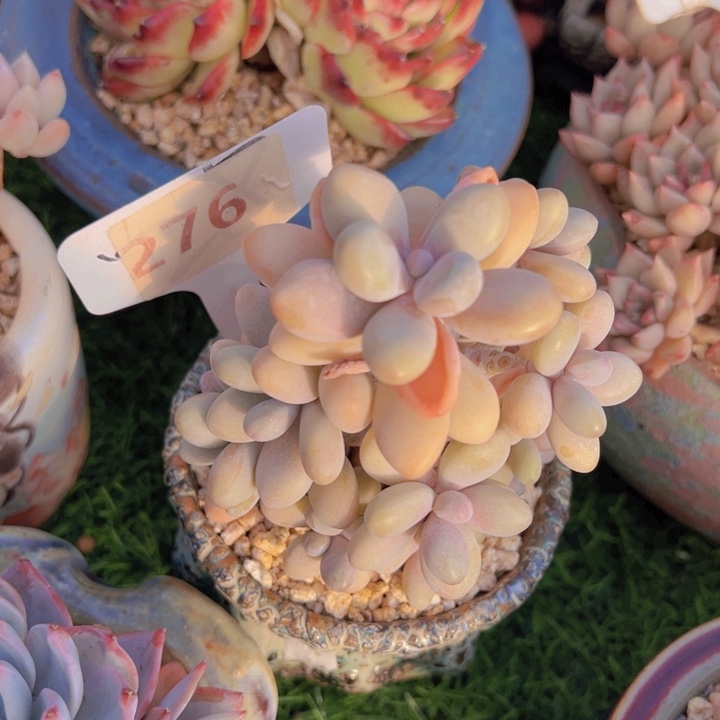 健健康康平平安安