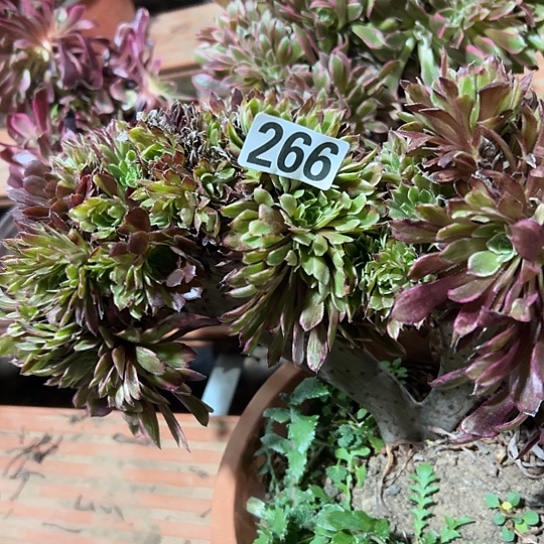 合***梅多肉植物一个彩膜266