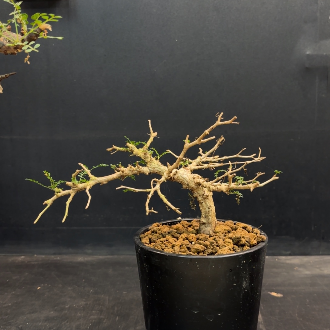 象足漆树带盆发货