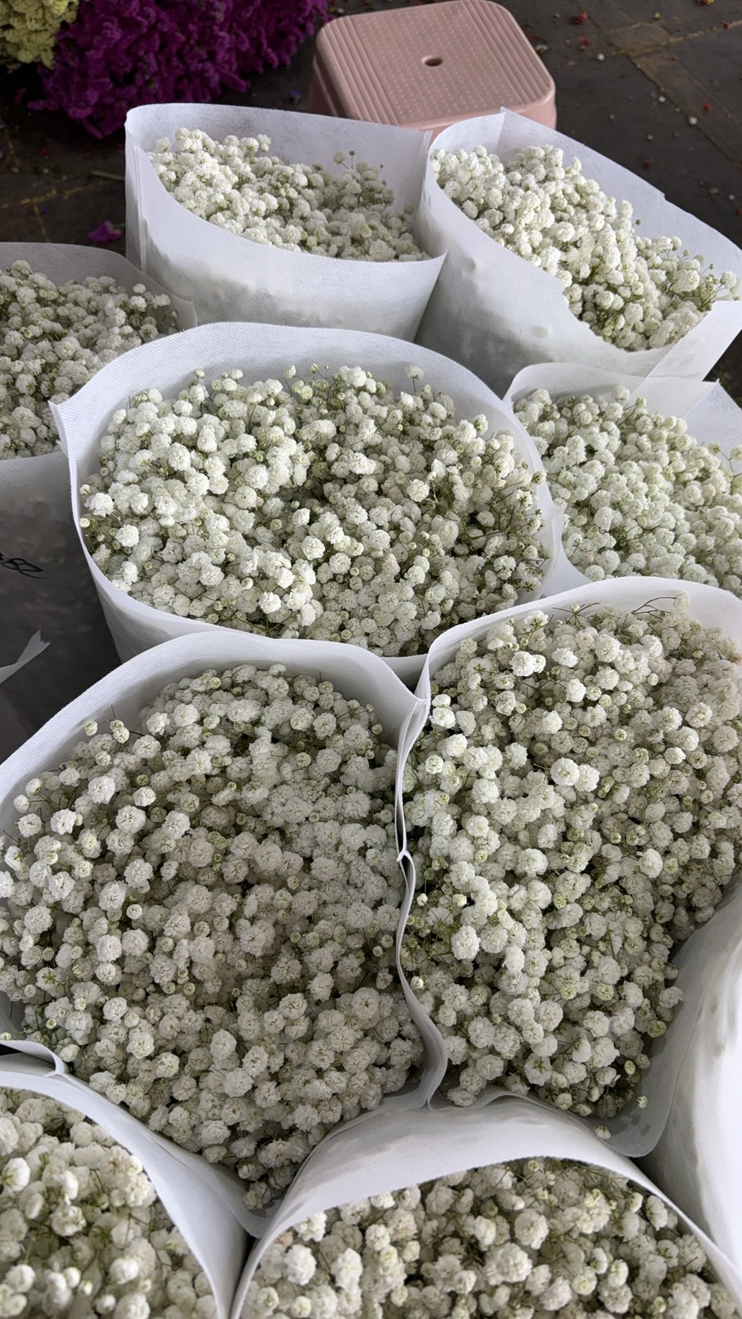 斗南基地市场草花直发