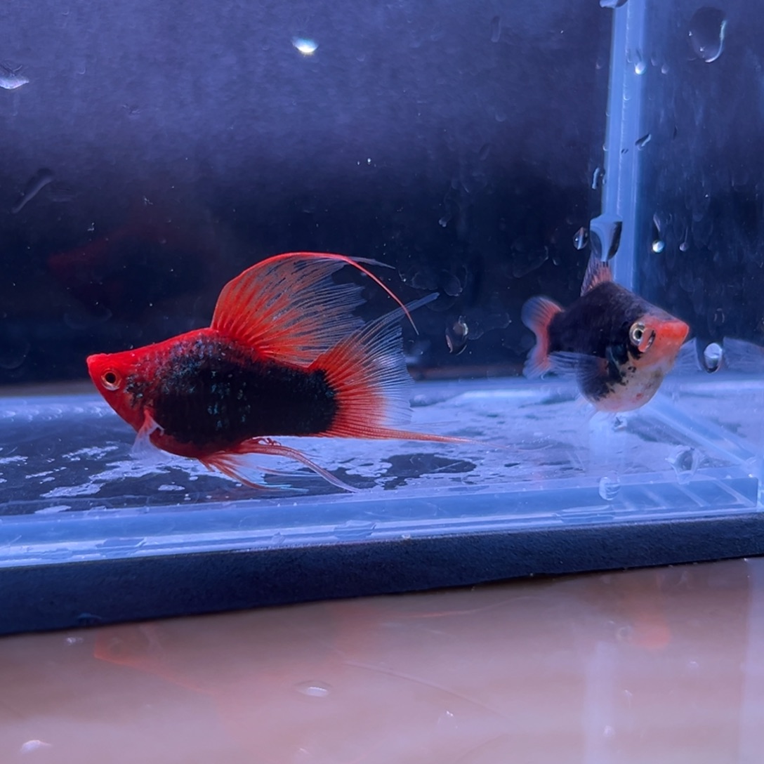 孔雀鱼月光球鱼一对