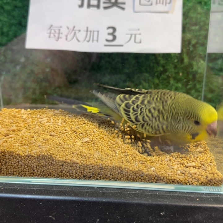 虎皮鹦鹉大头虎皮鹦鹉