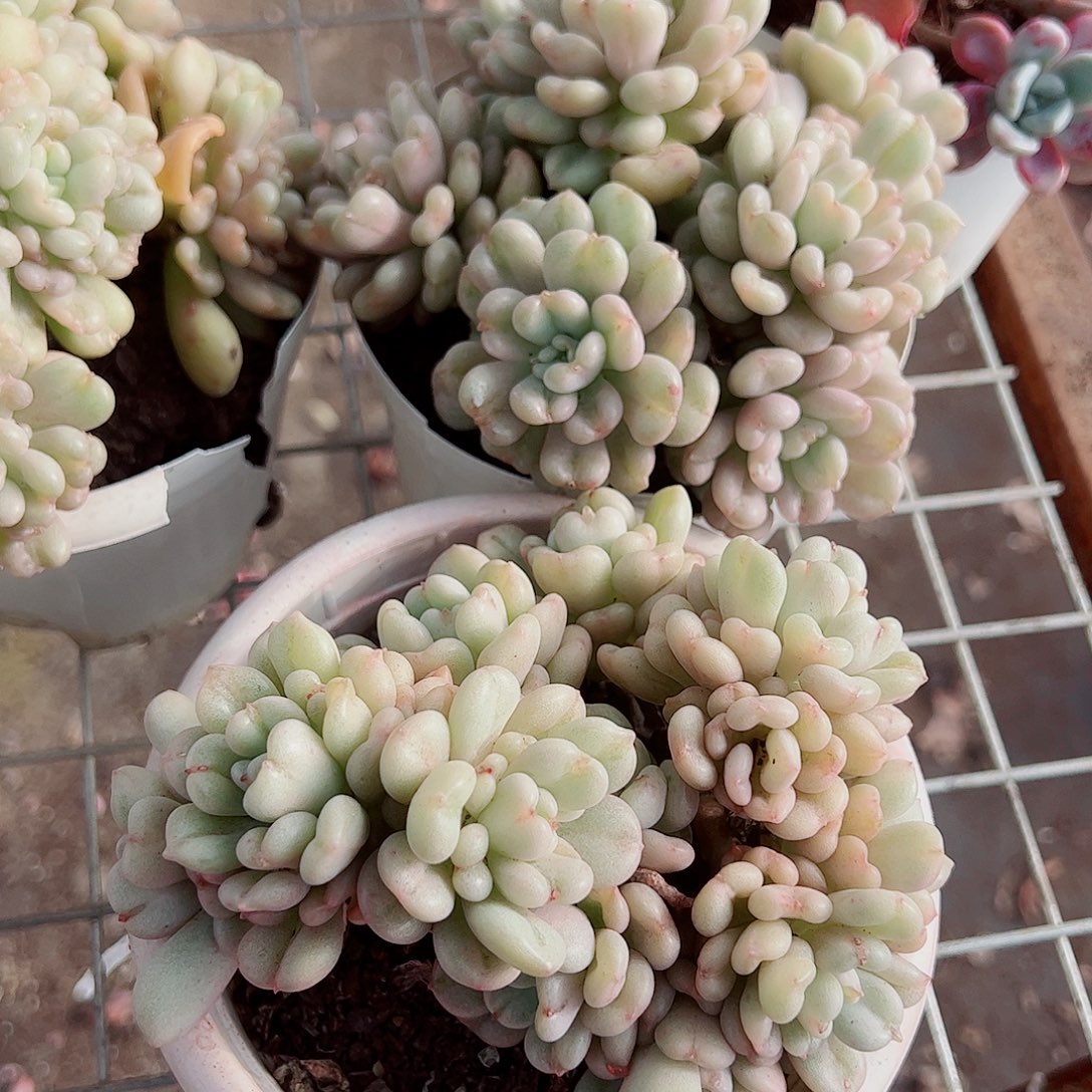 比尔盖茨多头群生老桩