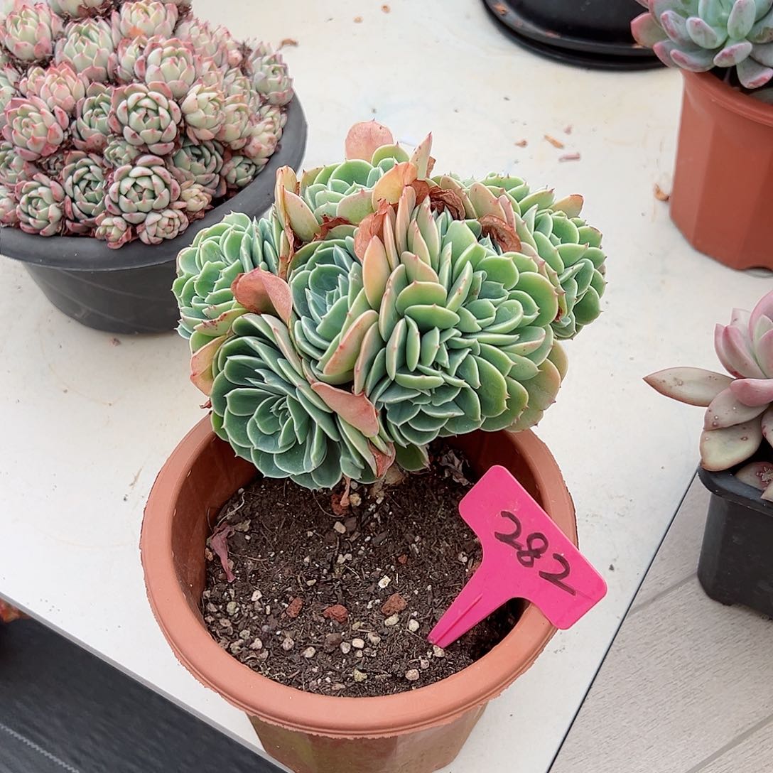 阳*暖，282艾丝梅拉达多肉植物