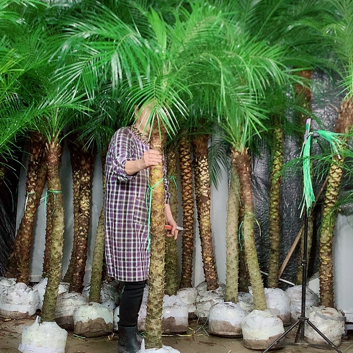安***无花朵11111111111