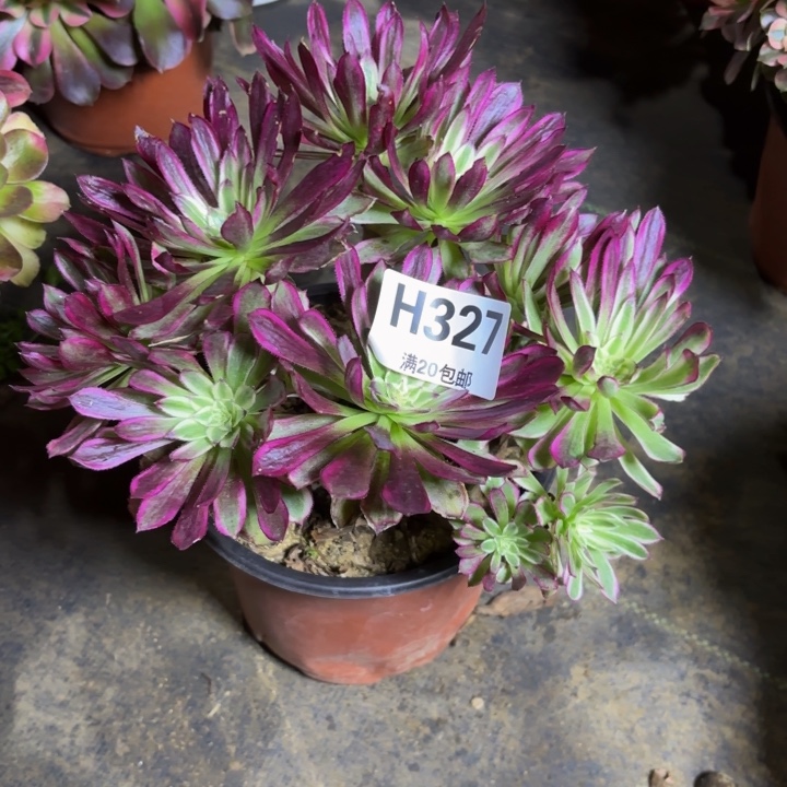 瑞妈，。。。。。327荧光仙墨