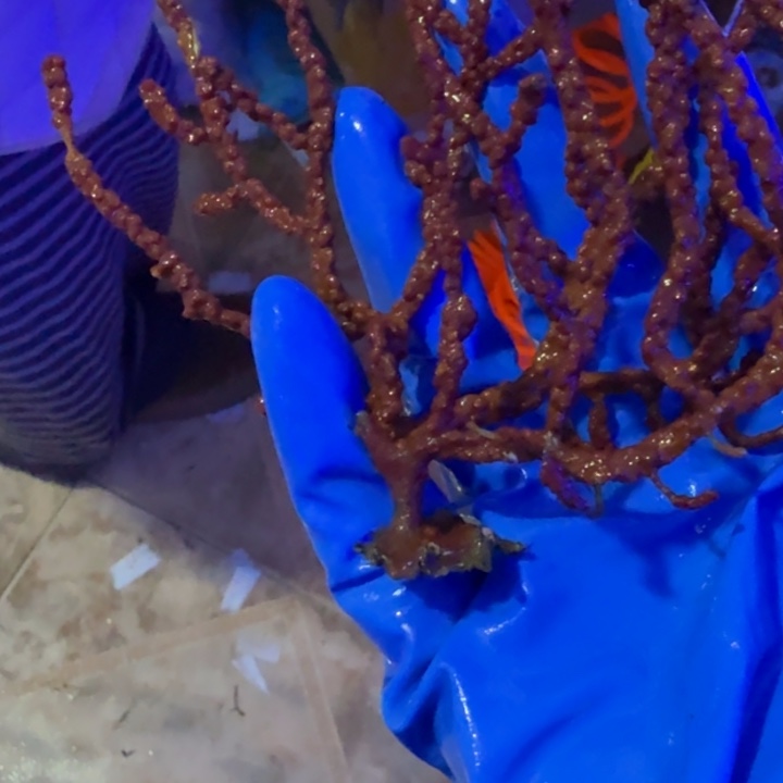 工***张奶嘴海葵酒红海树111111