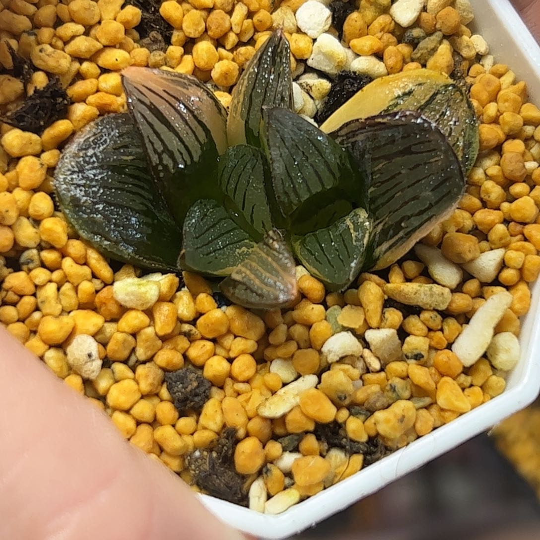 夜想之森锦十二卷多肉植物