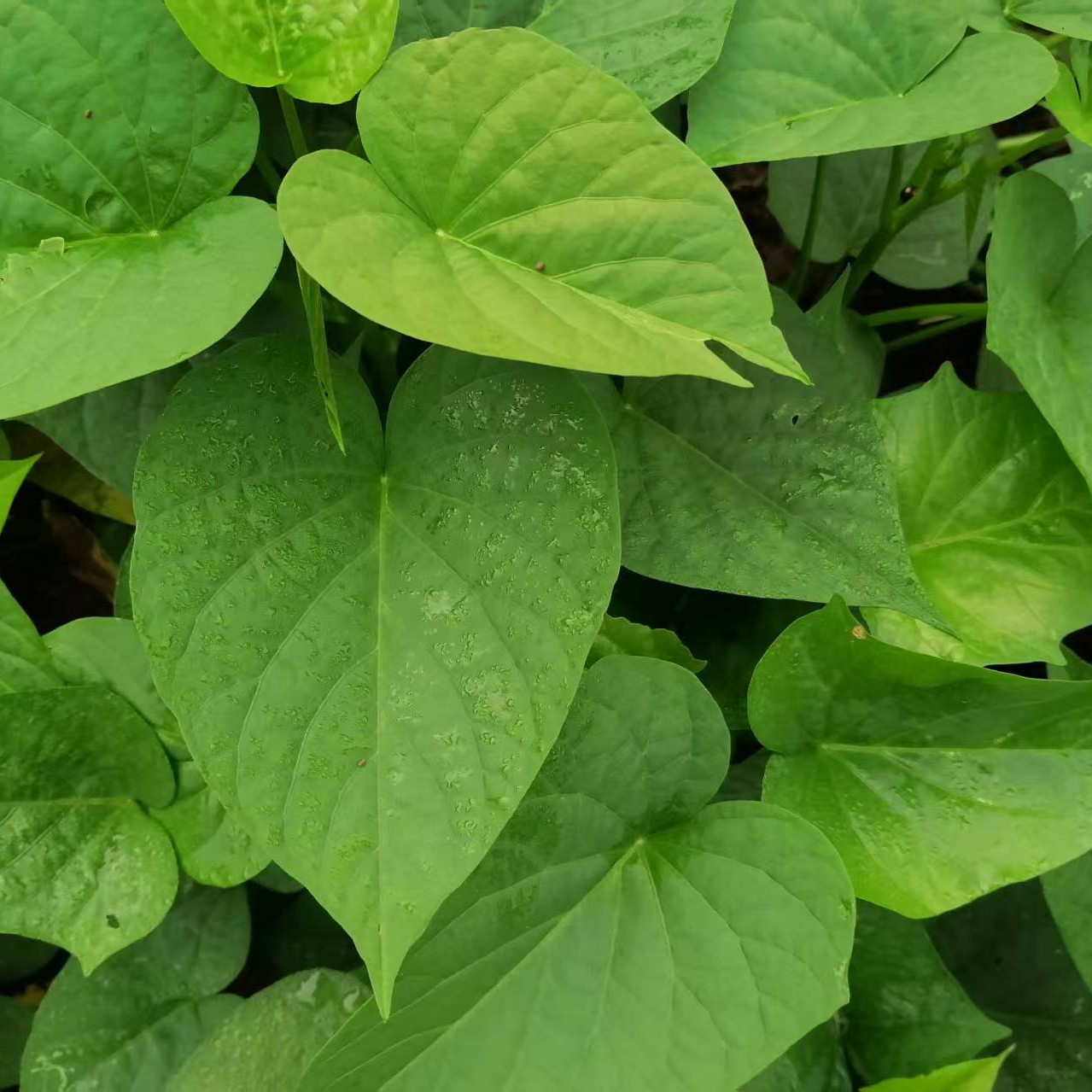 正宗农家肥种红薯叶新鲜嫩尖新鲜红苕尖番薯叶宝宝辅食蔬莱现摘
