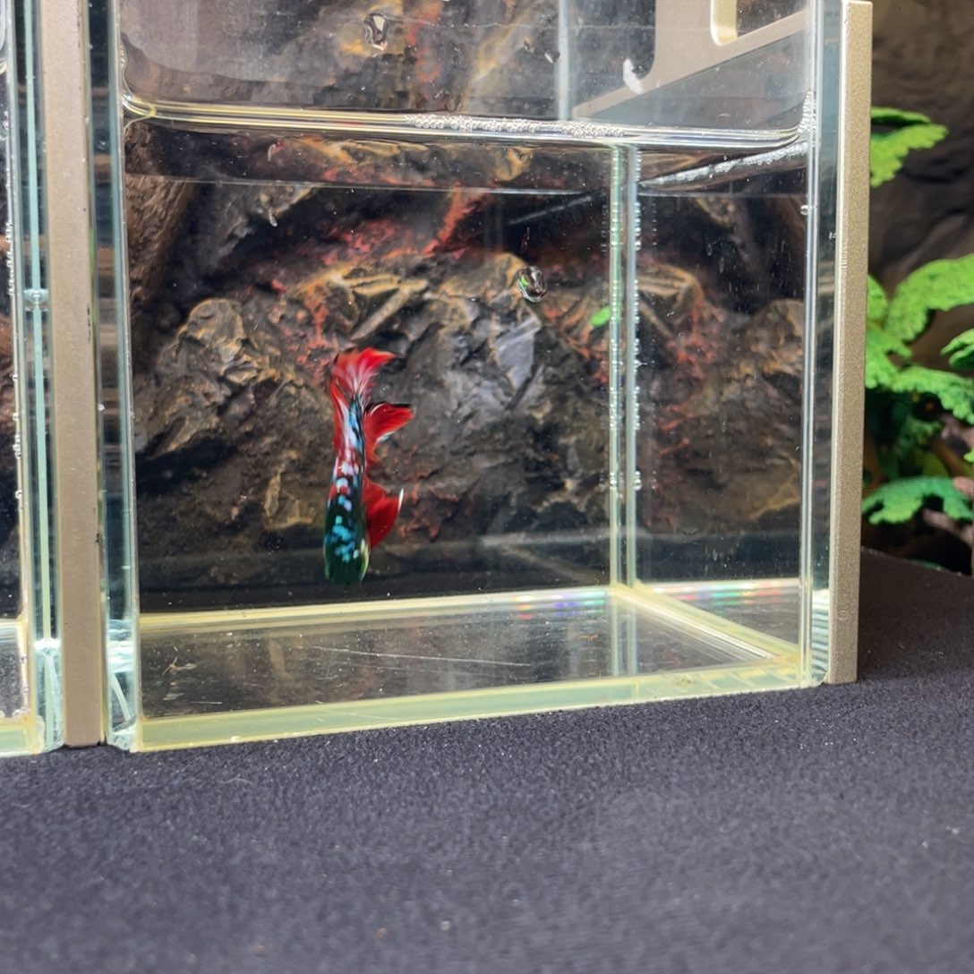 斗鱼十二月十九日竞价