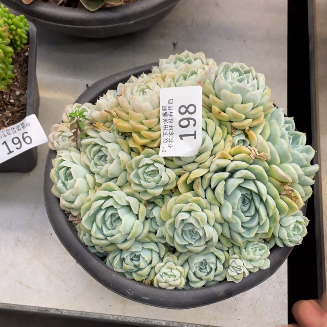 黑大帅多肉198白月影