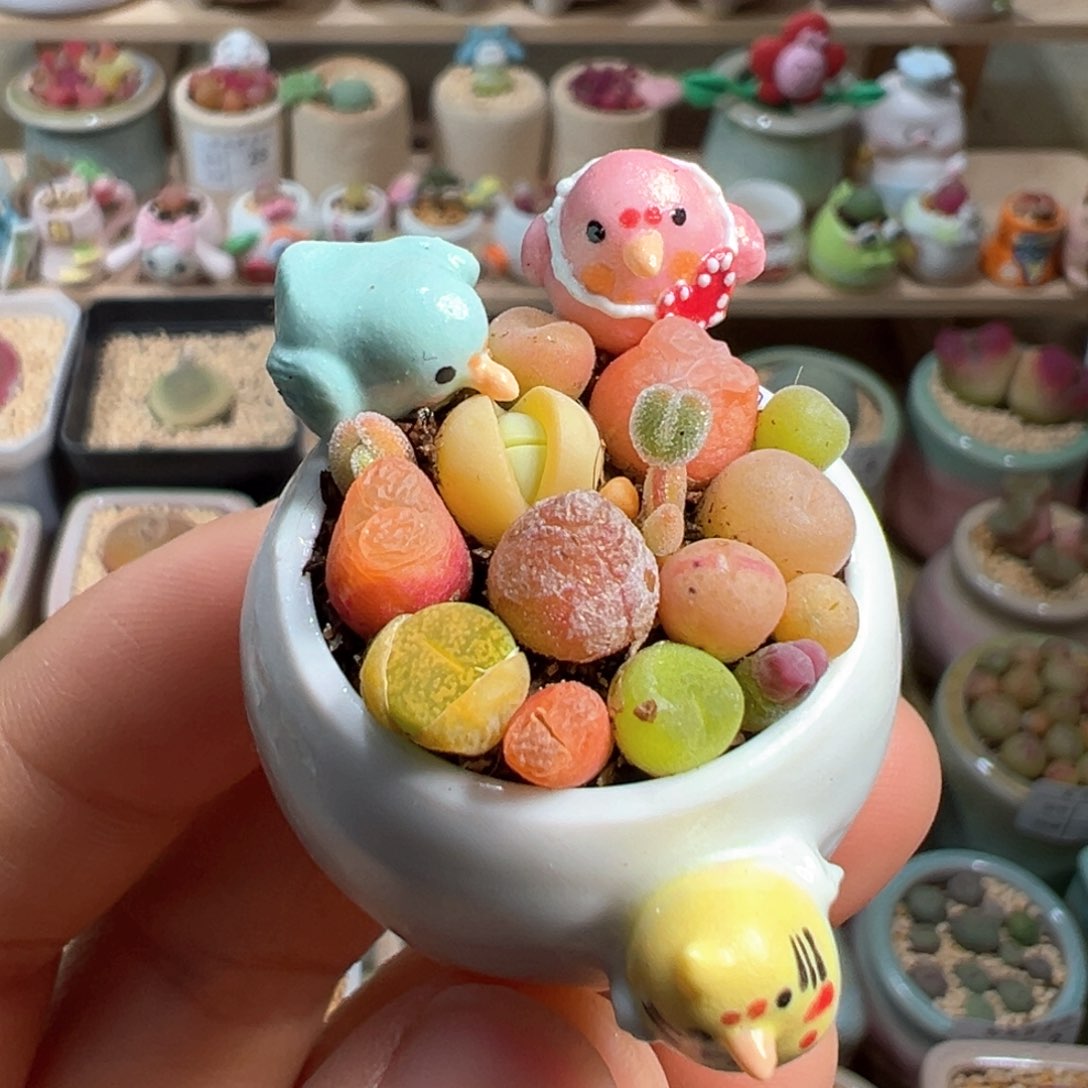 多肉植物42号拇指盆