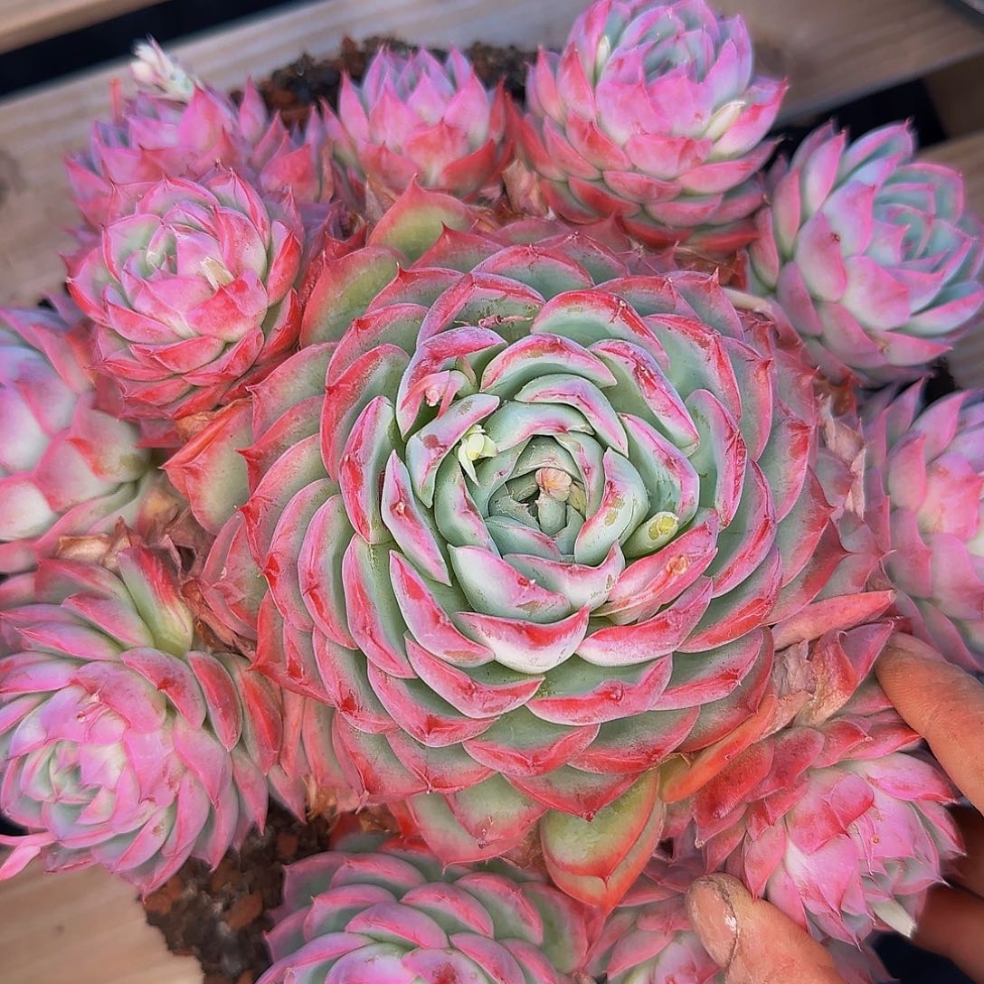 夏****r呃呃哦哦哦哦哦哦哦哦哦哦哦