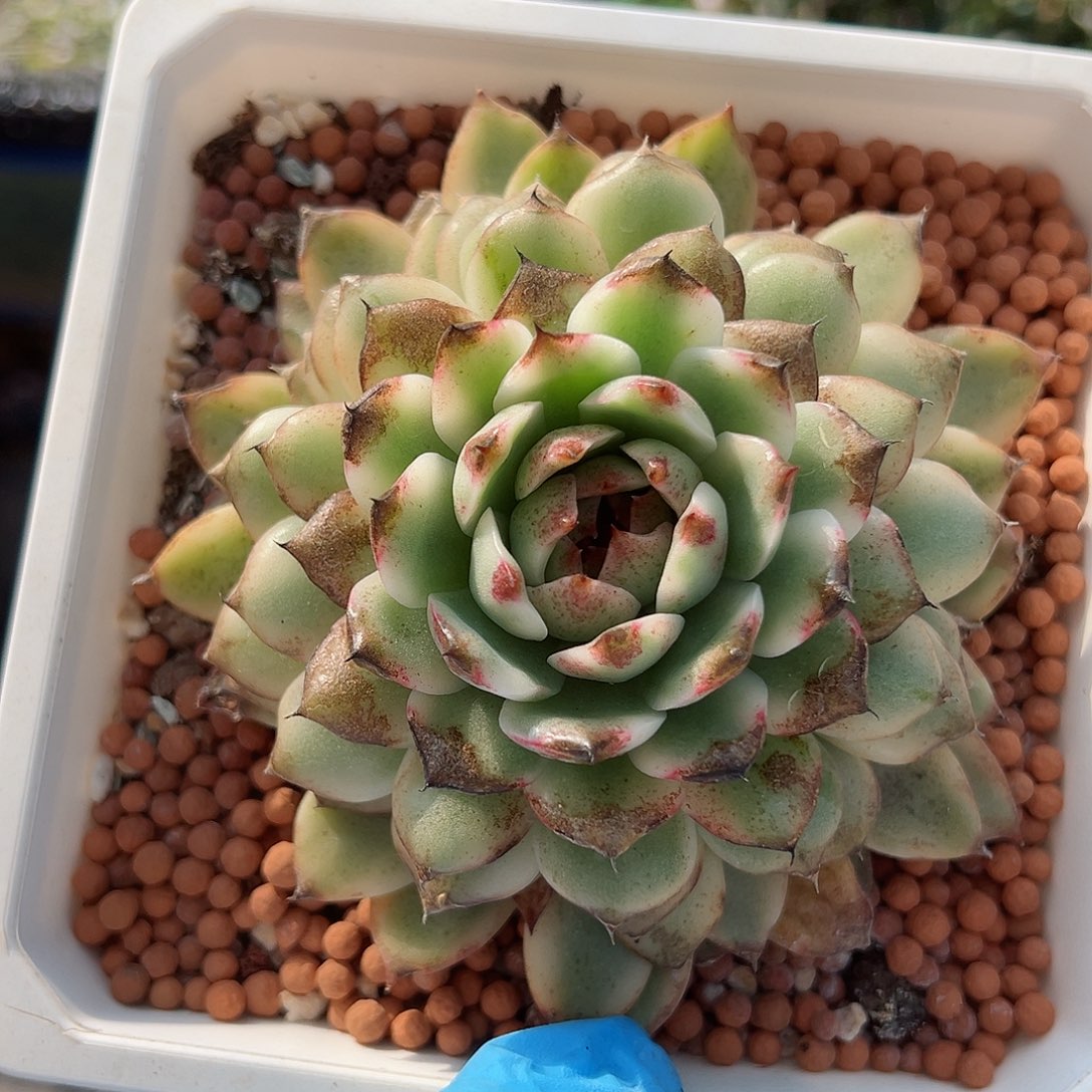黑水晶锦，覆轮锦