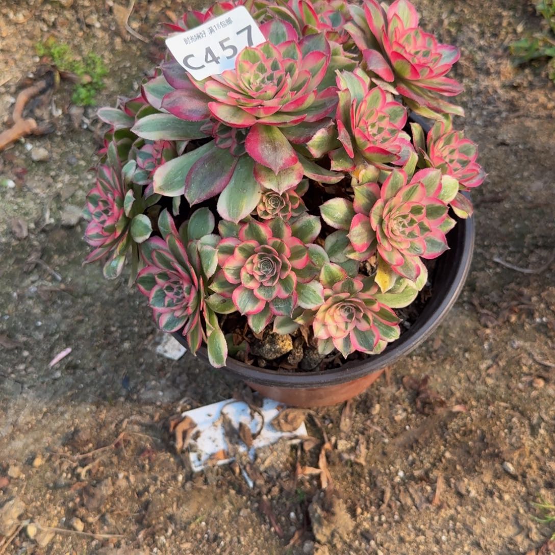 457瑶光。多肉植物