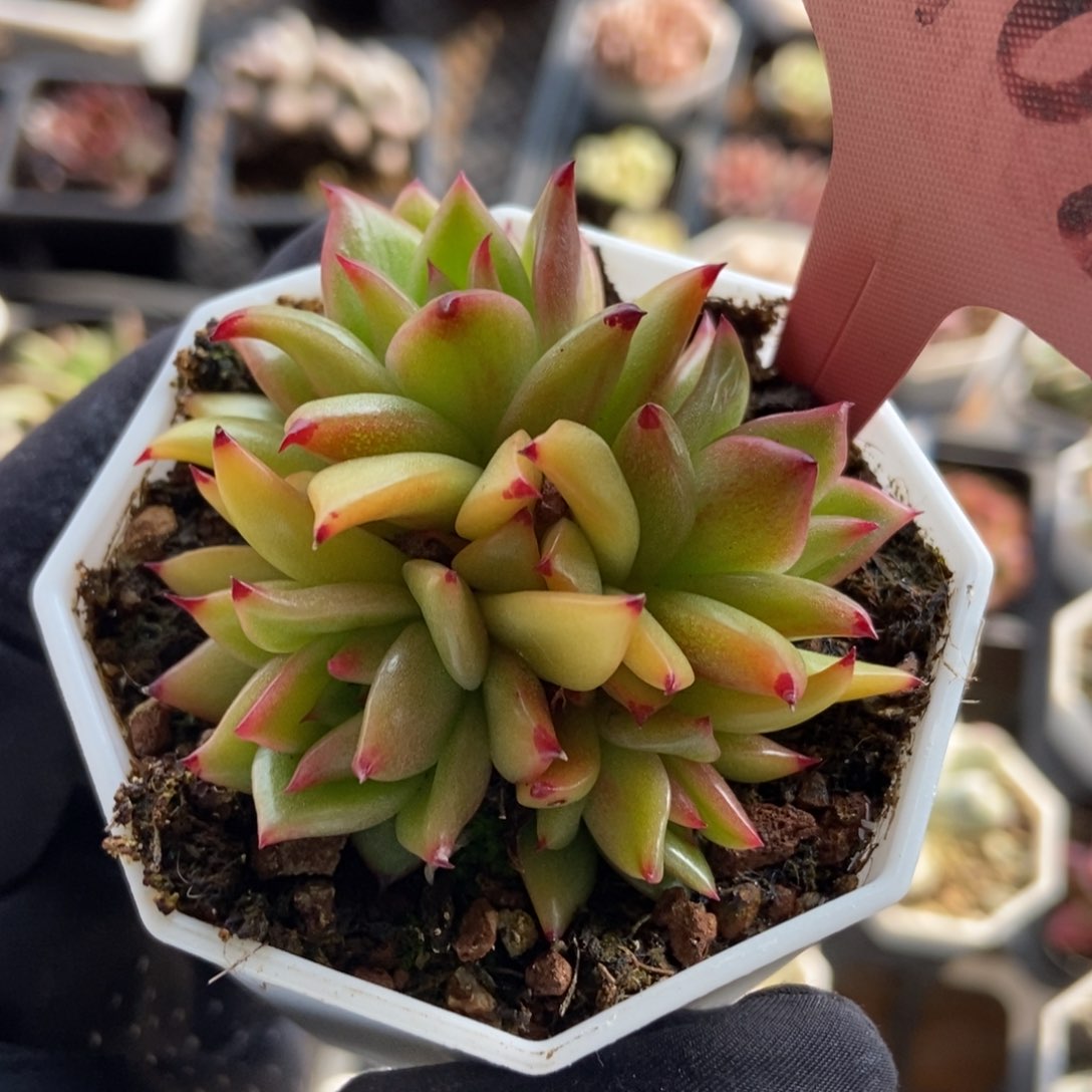 7108玛利亚锦多肉植物