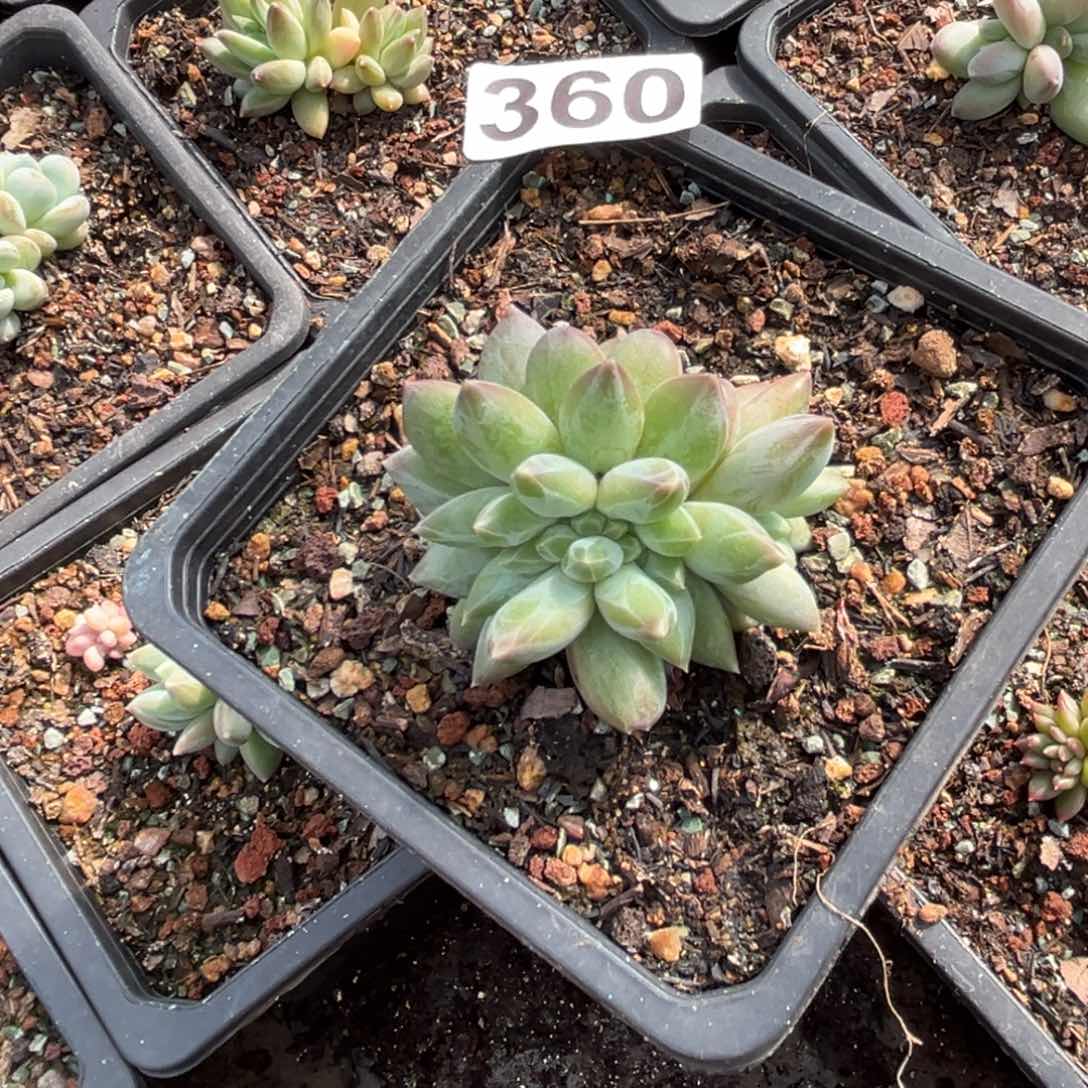 重楼缀多肉植物360
